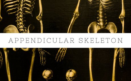 MHSP: Anatomy & Physiology | elink