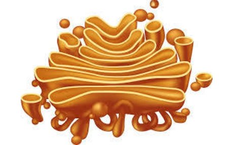 Golgi Apparatus | elink