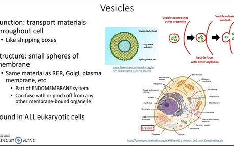 a structure within or outside a cell, consisting of liquid or | elink