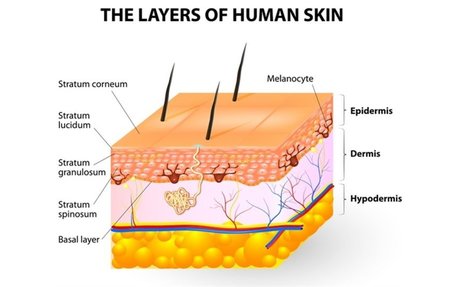 coloring page layers of the skin coloring page layers of the skin