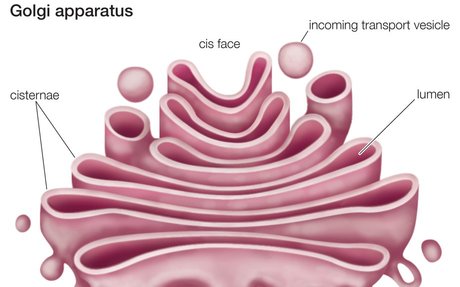 Golgi Apparatus | elink