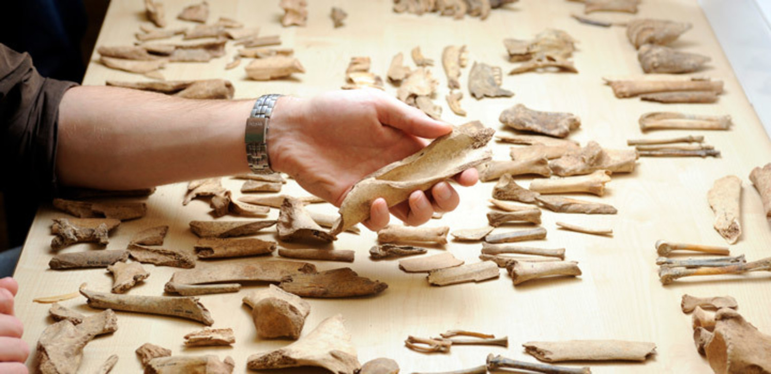 Zooarchaeology elink